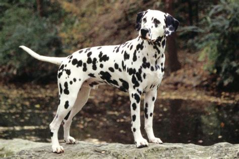 The dalmatian is a courageous dog breed who is very loyal to their family. Dalmatian Puppies for Sale from Reputable Dog Breeders