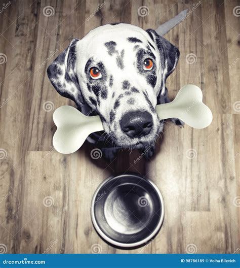 Cute Dalmatian Dog With A Tasty Bone In His Mouth Stock Image Image