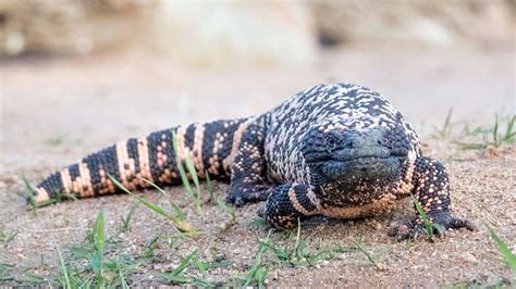 The Reclusive Gila Monster Packs A Venomous Punch Howstuffworks