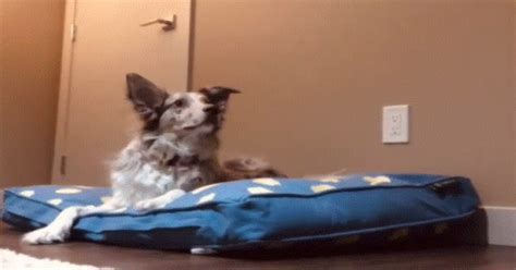 Owner Lies In Dogs Bed And Captures Her Reaction On Camera Oc