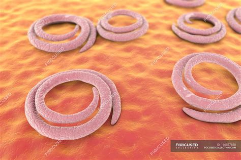 Trichina Spiralis Roundworm — Details Trichinella Spiralis Stock