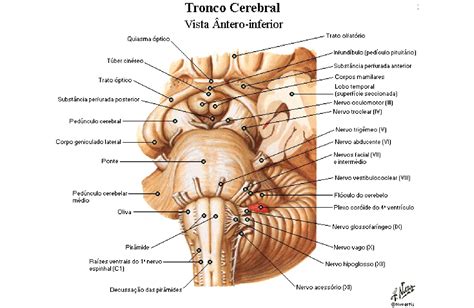 Tronco Encef Lico Anatomia Papel E Caneta