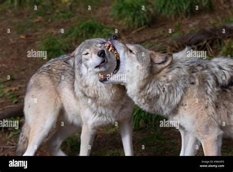 Timber Wolves Or Grey Wolf Canis Lupus Playing With Each Other In