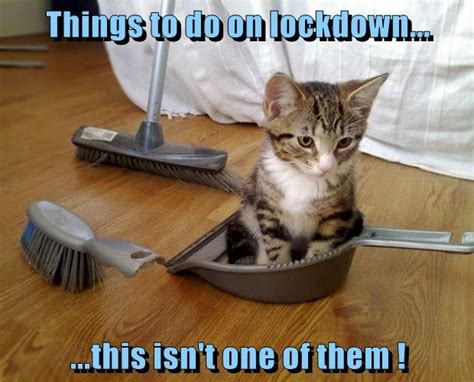 Things To Do On Lockdown Lolcats Lol Cat Memes