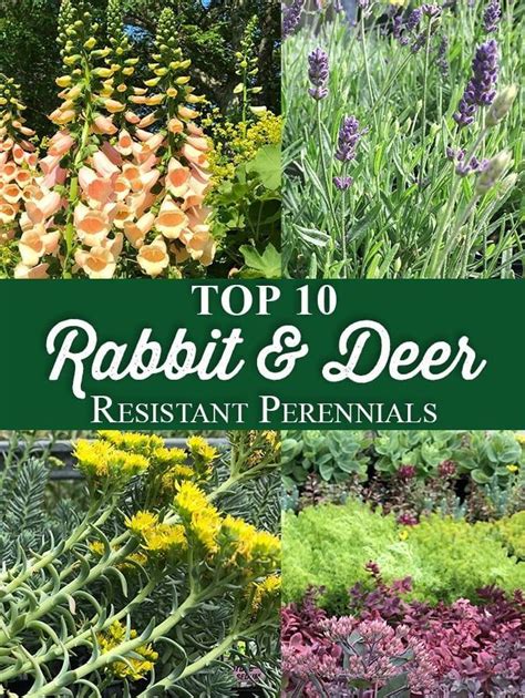 50 Perennials Top 10 Rabbit And Deer Resistant Perennials Top 10