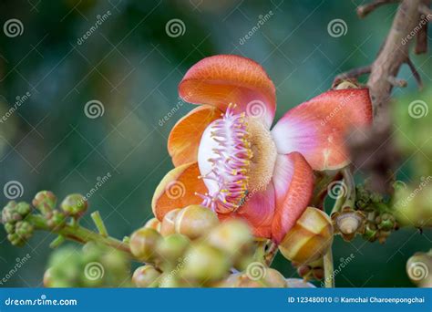 Flowers Of Shorea Robusta Also Known As Sal Sakhua Or Shala Tree Stock