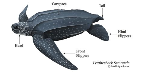 Sea Turtles - Marine Animal Response Society (MARS)