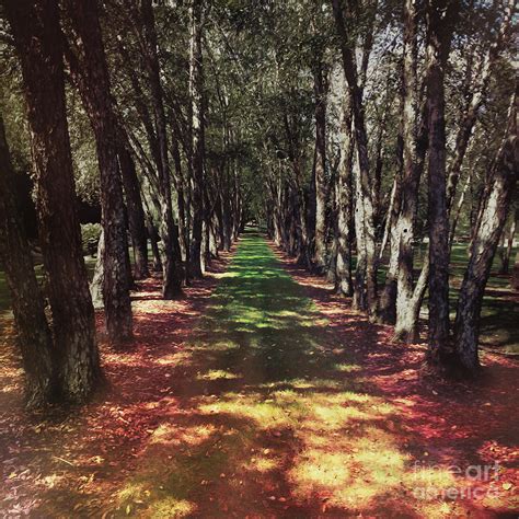 Tree Lined Path Photograph By Tom Gari Gallery Three Photography