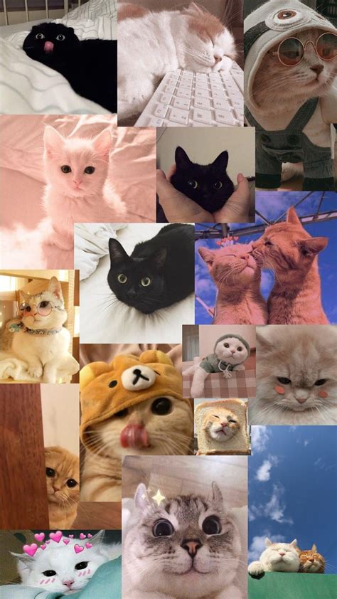 Best Cute Cat Wallpaper Aesthetic Laptop You Can Download It Free Of Charge Aesthetic Arena