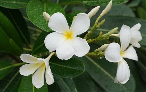 Chafa Flower Information in Marathi, Favourite Flower Essay चाफा माहिती
