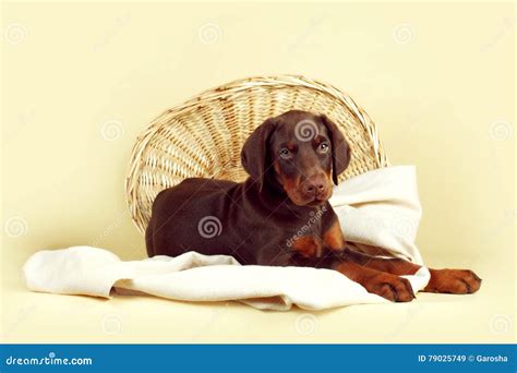 Beautiful Purebred Brown Doberman Puppy Is Lying On A Beige Back Stock