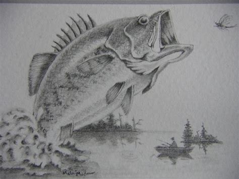 Bass Fish Drawing At Explore Collection Of Bass