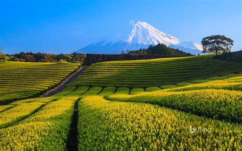 Green Tea Plantation And Mount Fuji Shizuoka Japan Windowscenternl