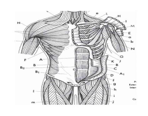 Underneath the upper chest are axial muscles of the abdomen. Muscles of the Thorax and Abdomen (Anterior)