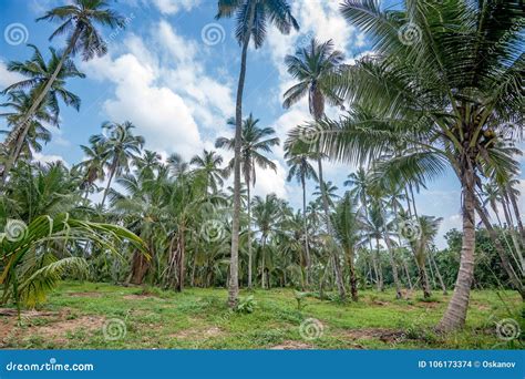 Coconut Plantation In Asia Stock Photo Image Of Agriculture 106173374