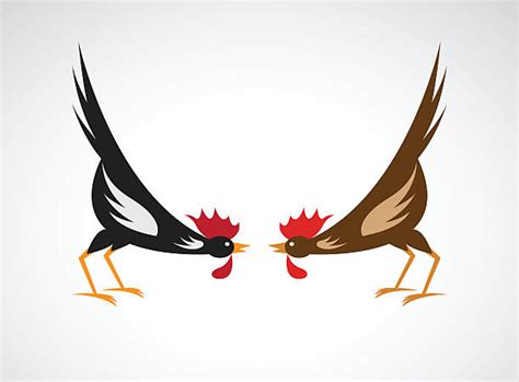 Royalty Free Cock Fighting Clip Art Vector Images And Illustrations Istock