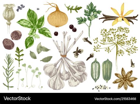 Hand Drawn Herbs And Spices Set Royalty Free Vector Image