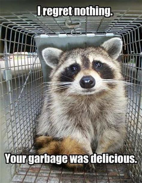 Dumpster Diving Good Raccoon Memes Raccoon Funny Cute Animals Funny
