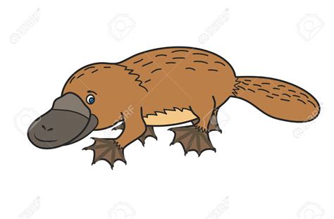 Free Platypus Clipart 10 Free Cliparts Download Images On Clipground 2024