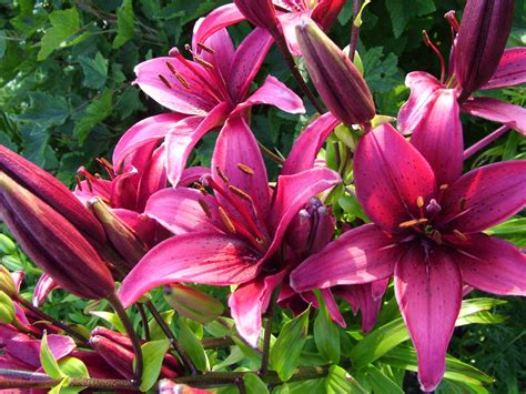 Purple Stargazer Lillies This Feels More Like The Color But Wish