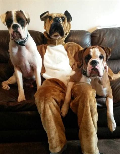 Happy Halloween Boxer Dogs Dog Halloween Costumes