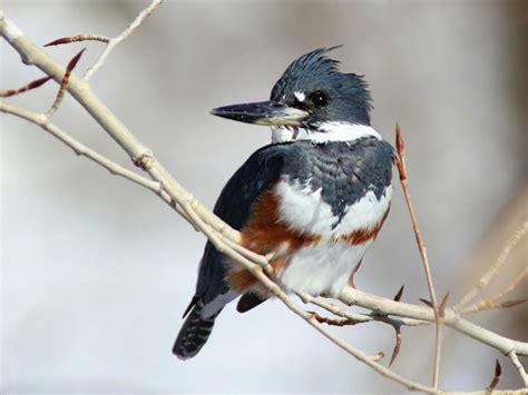 Belted Kingfisher Identification All About Birds Cornell Lab Of