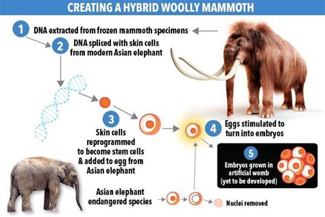 Woolly Mammoths Could Be About To Rise From The Dead Thanks To Harvard