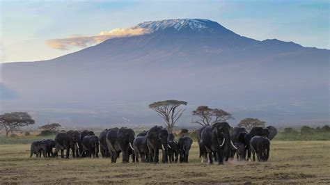 Parque Nacional De Amboseli Safaris En Kenia Samaki Safaris