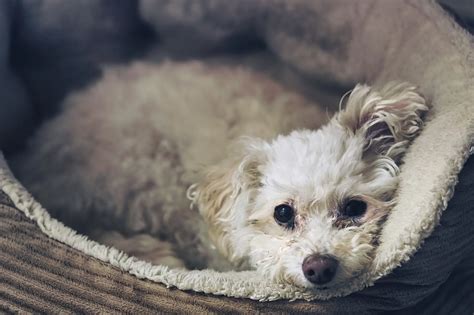 How Much Is Terrier Poodle Chihuahua Mix