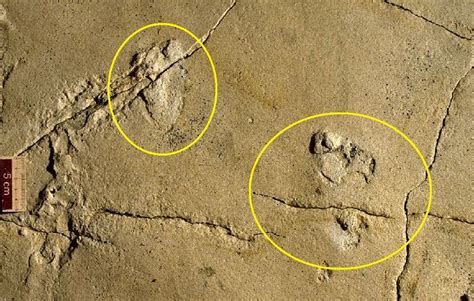 A Trail Of 57 Million Year Old Fossil Footprints Discovered In Crete