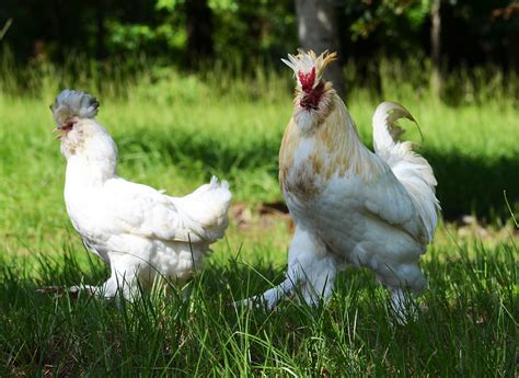 Ayam cemani (usd 200) 2. Ini Dia 10 Peringkat Harga dan Jenis Ayam Termahal Di ...