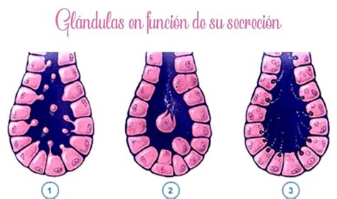 Tipos De Glándulas Todos Los Tipos De Glándulas Y Sus Funciones