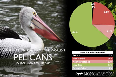 Player information and depth chart order. CHART: The world's most endangered pelicans and allies