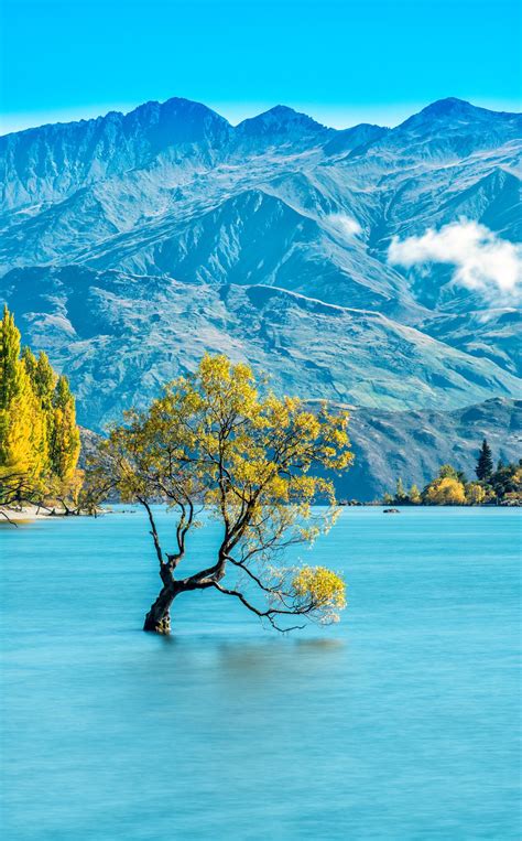 Autumn Scenery Autumn Scenery Lone Tree In Wanaka New Zealand