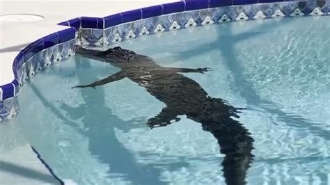 Eight Foot Long Gator Takes Swim In Florida Pool Before Being Removed