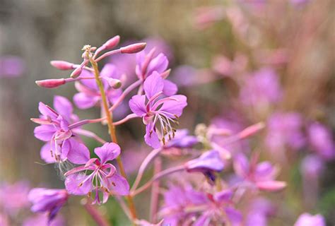 Fiori profumati in grado di emanare una forte fragranza nell'intero giardino, sul balcone o in casa. Tempo di fiori commestibili - PHYTOALIMURGIA