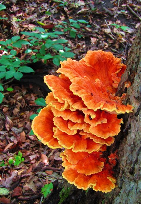 Chicken Of The Forest Scootypuffsphotostuffs