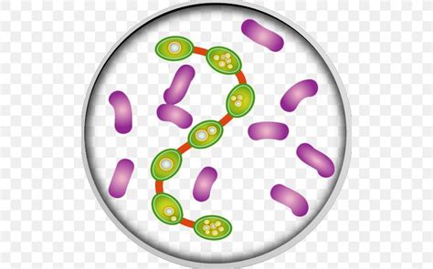Bacteria Infection Medicine Clip Art PNG 512x512px Bacteria Disease