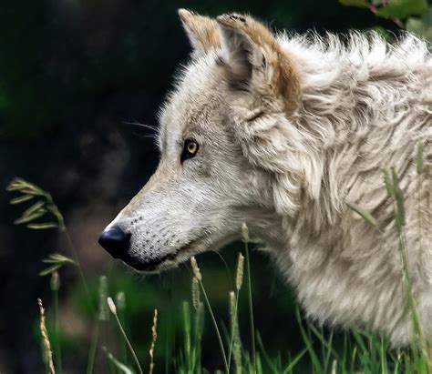 Wolf Stalking Photograph By Yeates Photography Fine Art America