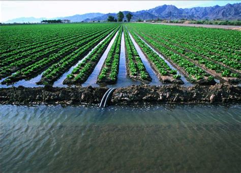 Methods Of Irrigation A Complete Guide