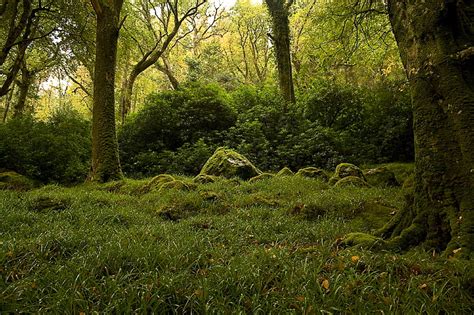 Forest Digital Wallpaper Greens Forest Trees Stones Moss The