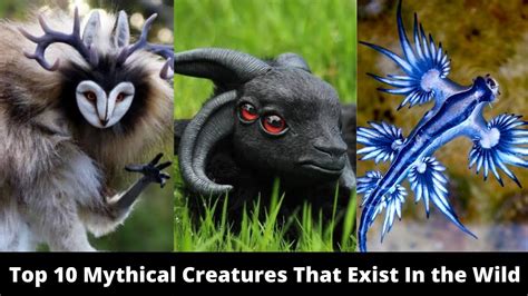 Top 10 Mythical Creatures That Exist In The Wild Borny With Pets