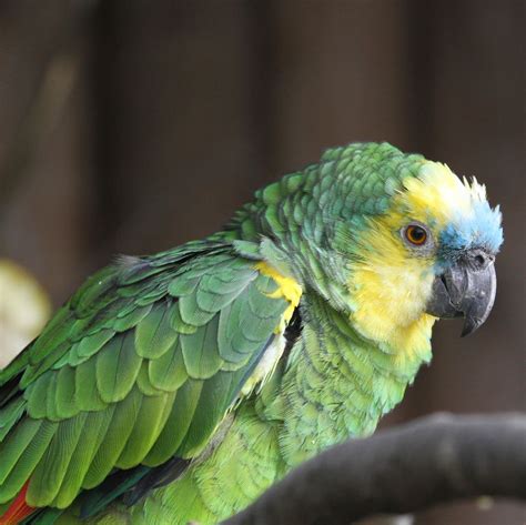 Blue Fronted Amazon Parrot