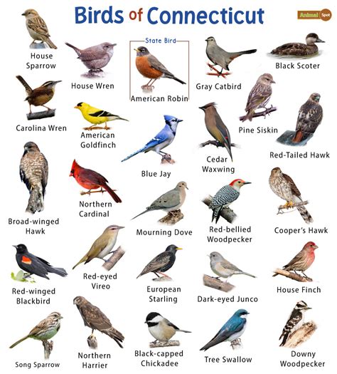 List Of The Common Birds Found In Connecticut Facts With Pictures
