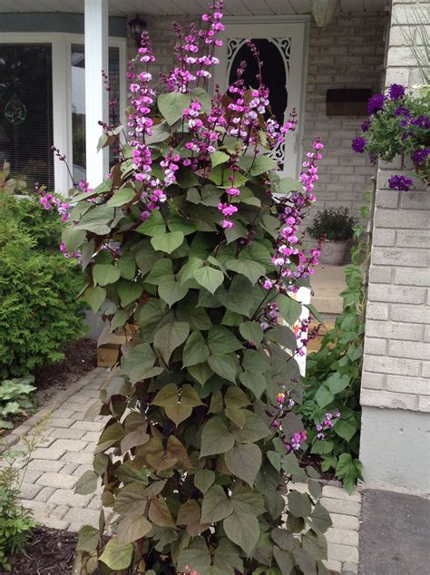 Hyacinth Bean Vine