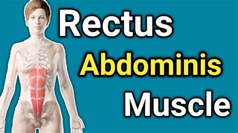 Rectus Abdominis Muscle Abdominal Muscle Anatomy Youtube