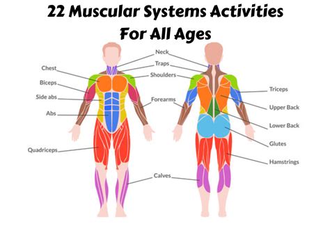 Muscular Systems Activities For All Ages Teaching Expertise