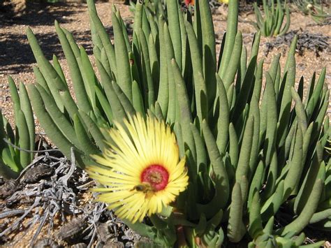 A Silver Celebration Of Conserving The Succulent Karoo Wwf South Africa