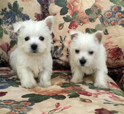 West Highland White Terrier Puppies For Sale Los Angeles Ca 213968