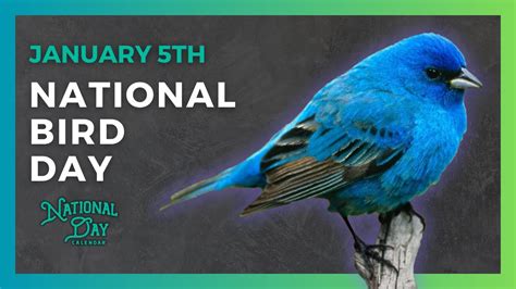 NATIONAL BIRD DAY January 5th National Day Calendar YouTube